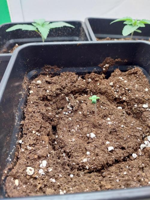 Granddaddypurple blowgenetics. Week 1