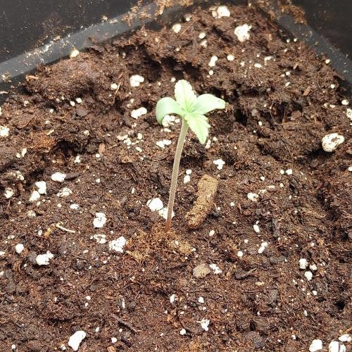 Granddaddypurple blowgenetics. Week 1
