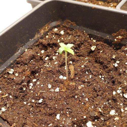 Granddaddypurple blowgenetics. Week 1