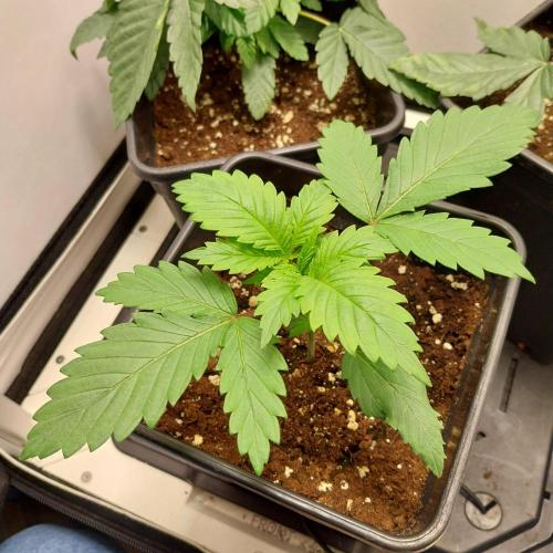 Granddaddypurple blowgenetics. Week 2