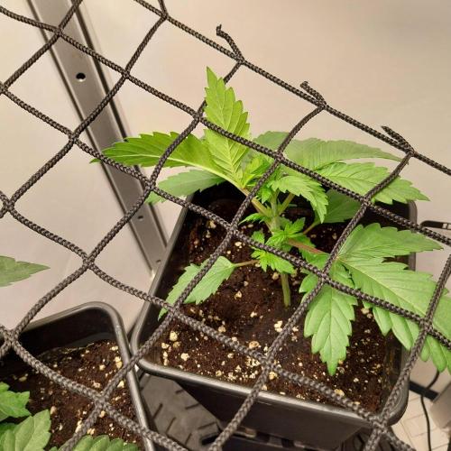 Granddaddypurple blowgenetics. Week 2
