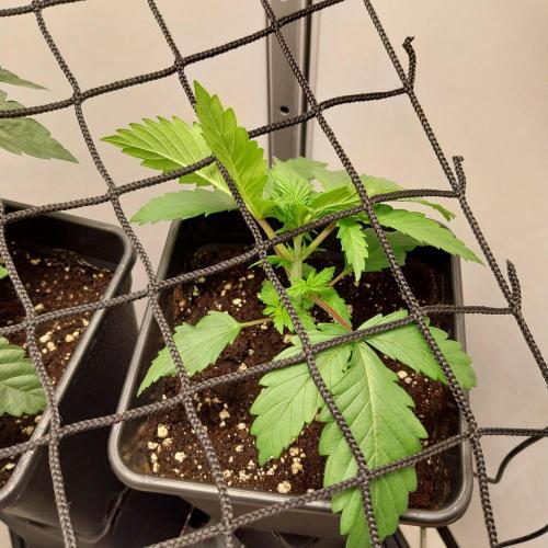 Granddaddypurple blowgenetics. Week 2