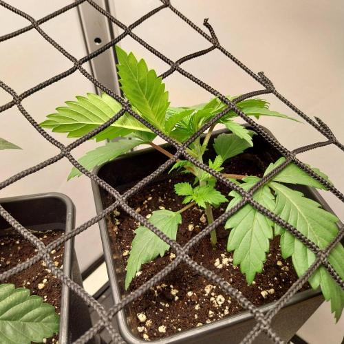 Granddaddypurple blowgenetics. Week 2