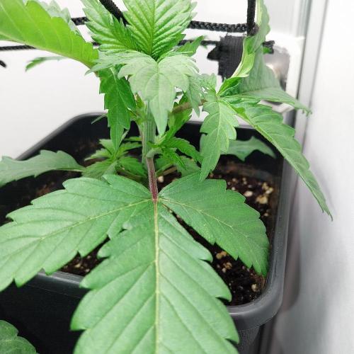 Granddaddypurple blowgenetics. Week 2