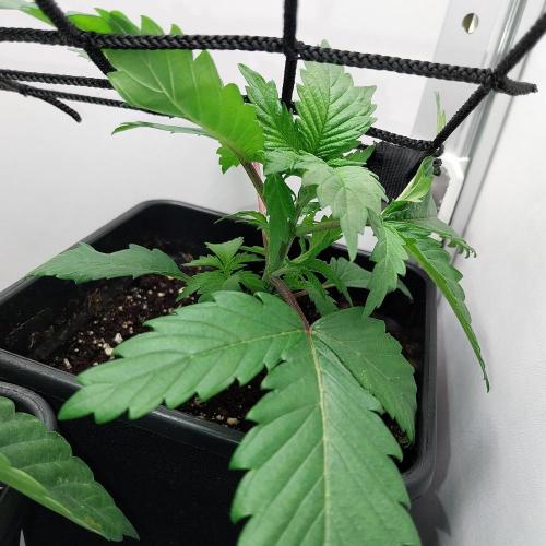 Granddaddypurple blowgenetics. Week 2