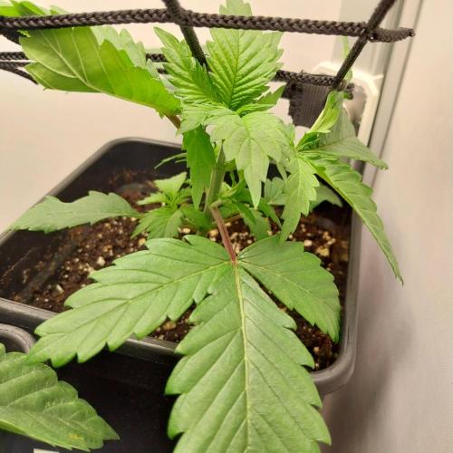 Granddaddypurple blowgenetics. Week 2