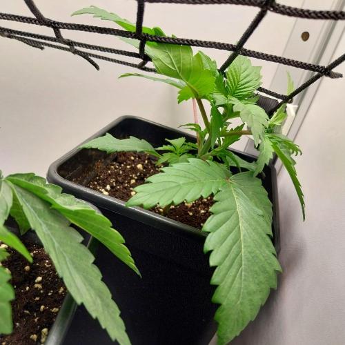 Granddaddypurple blowgenetics. Week 2