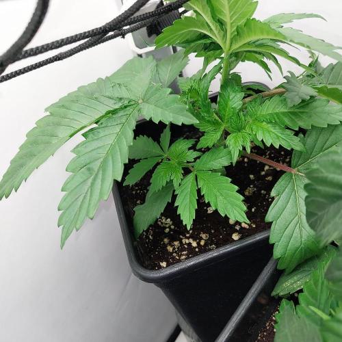Granddaddypurple blowgenetics. Week 2