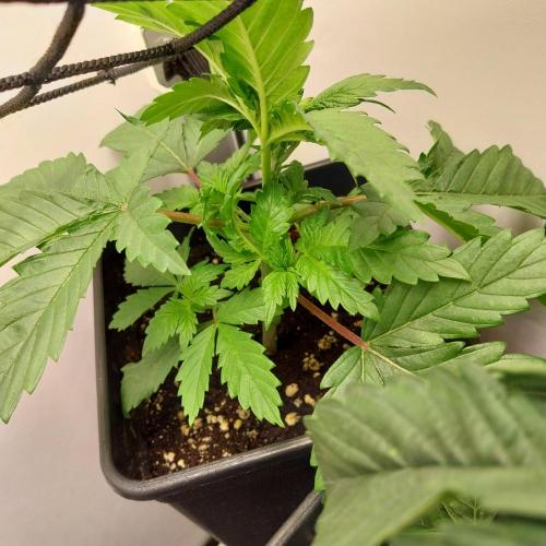 Granddaddypurple blowgenetics. Week 2
