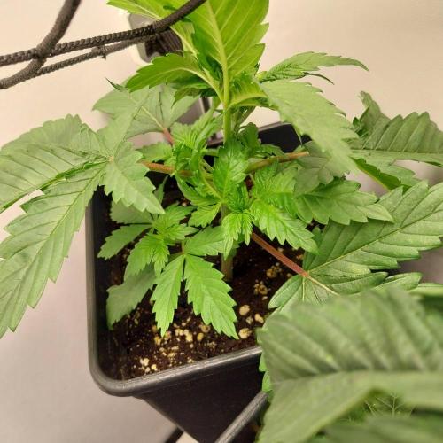 Granddaddypurple blowgenetics. Week 2