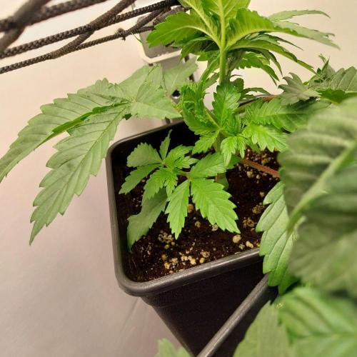 Granddaddypurple blowgenetics. Week 2