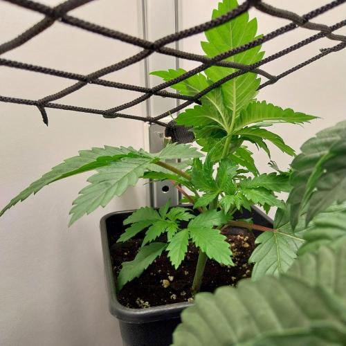 Granddaddypurple blowgenetics. Week 2