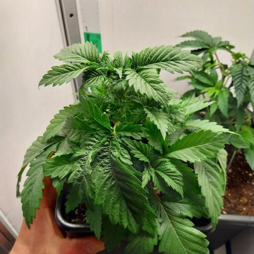 Granddaddypurple blowgenetics. Week 2