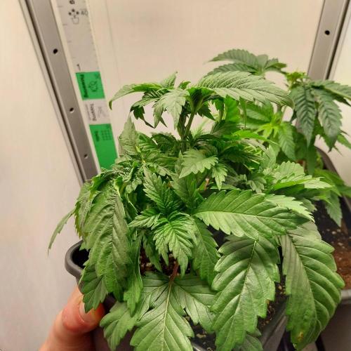 Granddaddypurple blowgenetics. Week 2