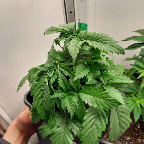 Granddaddypurple blowgenetics. Week 2