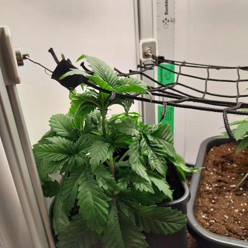 Granddaddypurple blowgenetics. Week 3