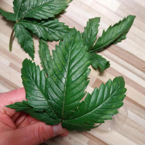 Granddaddypurple blowgenetics. Week 3