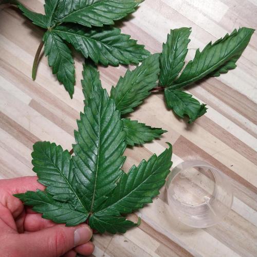 Granddaddypurple blowgenetics. Week 3