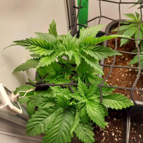 Granddaddypurple blowgenetics. Week 3