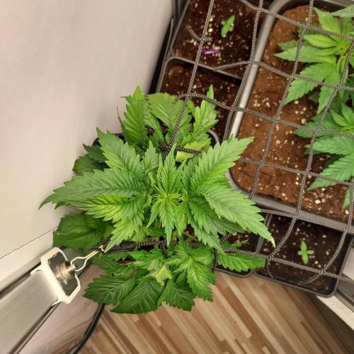 Granddaddypurple blowgenetics. Week 3