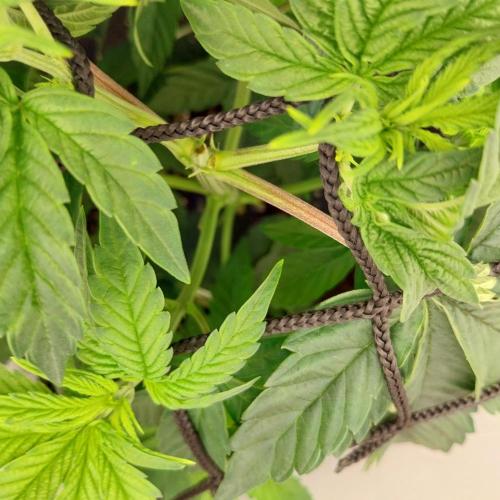 Granddaddypurple blowgenetics. Week 3