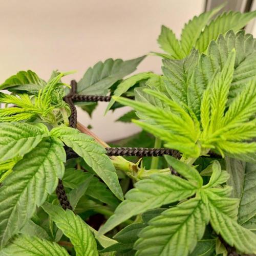 Granddaddypurple blowgenetics. Week 3
