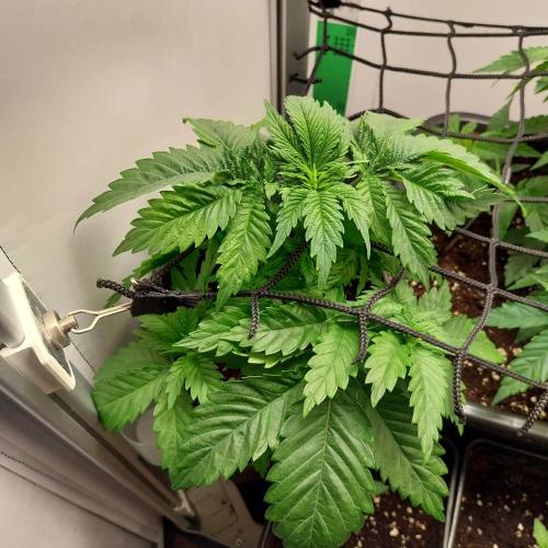 Granddaddypurple blowgenetics. Week 3