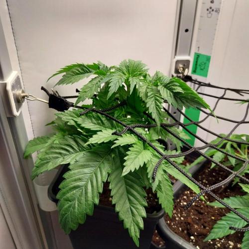 Granddaddypurple blowgenetics. Week 3