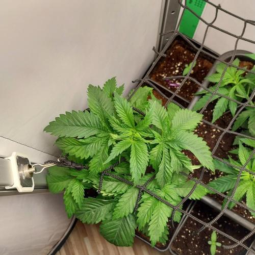 Granddaddypurple blowgenetics. Week 3