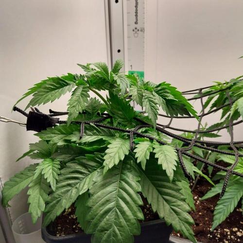 Granddaddypurple blowgenetics. Week 3