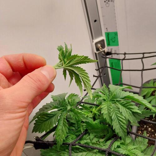 Granddaddypurple blowgenetics. Week 3