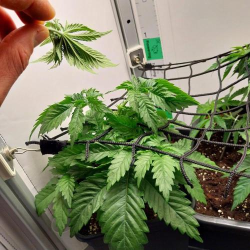 Granddaddypurple blowgenetics. Week 3
