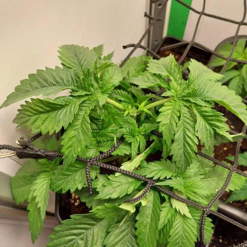 Granddaddypurple blowgenetics. Week 3