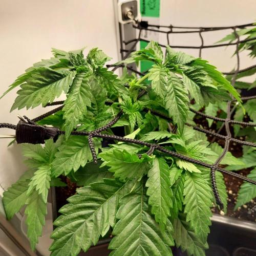 Granddaddypurple blowgenetics. Week 3