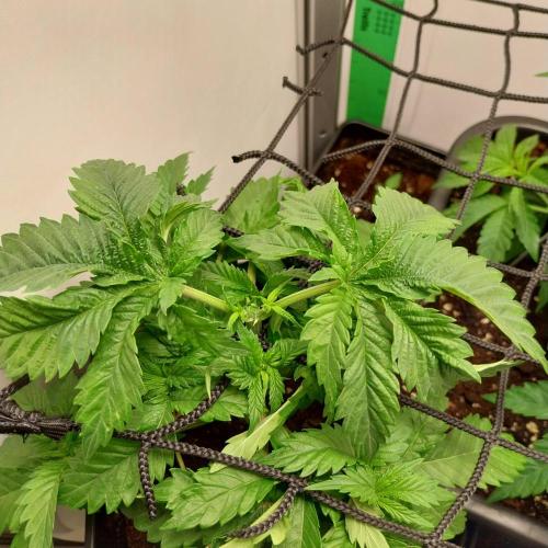 Granddaddypurple blowgenetics. Week 3