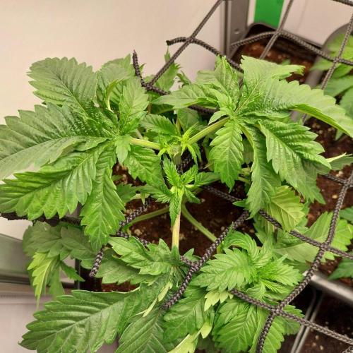 Granddaddypurple blowgenetics. Week 3