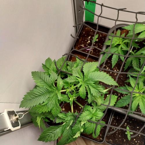 Granddaddypurple blowgenetics. Week 3