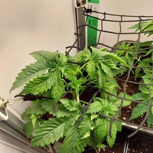 Granddaddypurple blowgenetics. Week 3