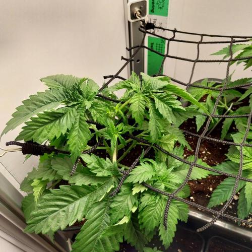 Granddaddypurple blowgenetics. Week 3