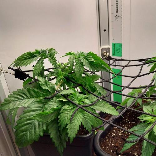 Granddaddypurple blowgenetics. Week 3