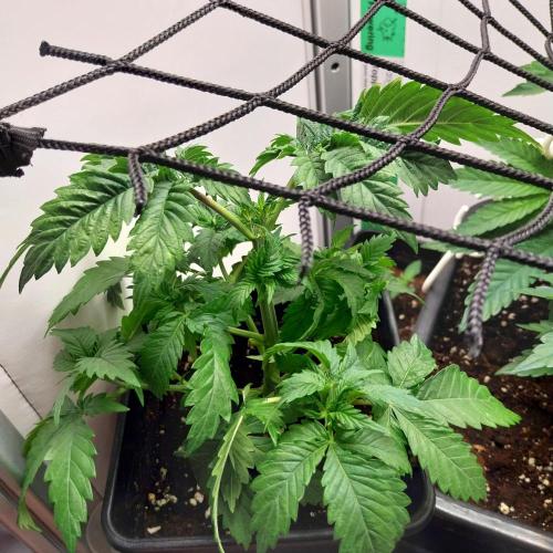 Granddaddypurple blowgenetics. Week 3