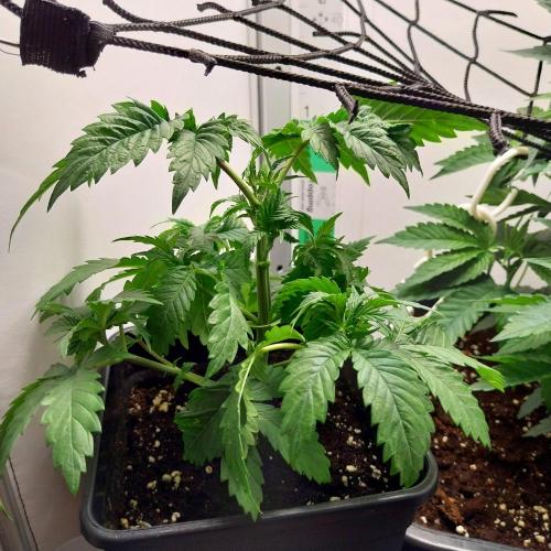 Granddaddypurple blowgenetics. Week 3