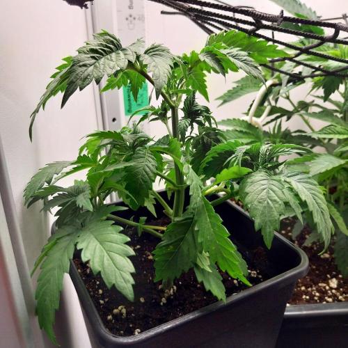 Granddaddypurple blowgenetics. Week 3
