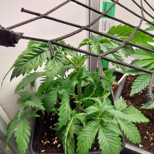 Granddaddypurple blowgenetics. Week 3