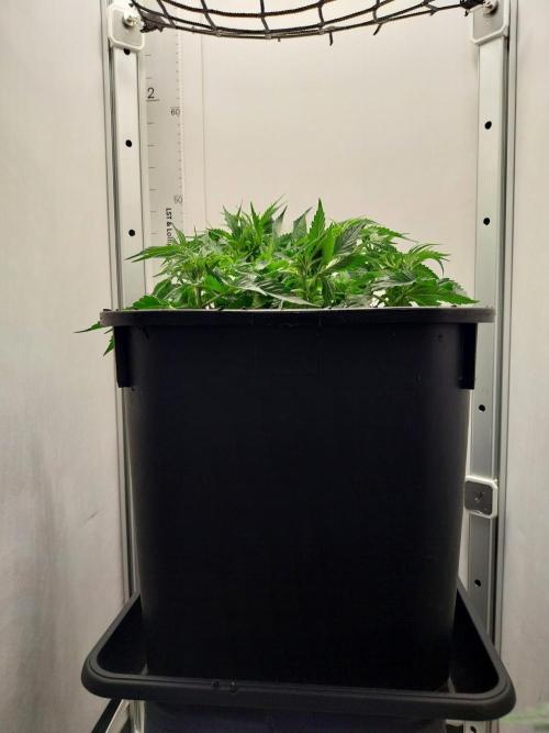 White coconut pie. Week 4