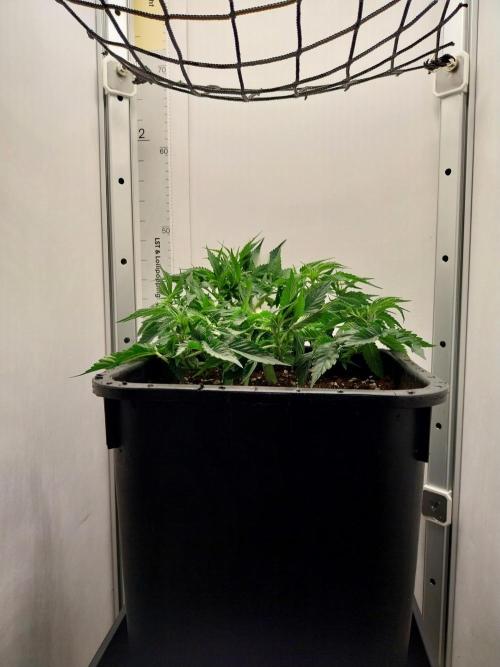 White coconut pie. Week 4