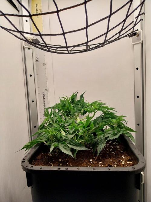 White coconut pie. Week 4