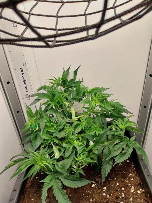 White coconut pie. Week 4