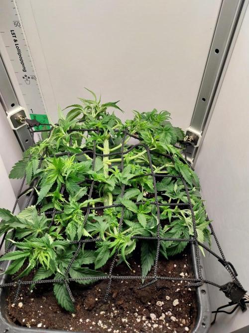 White coconut pie. Week 4