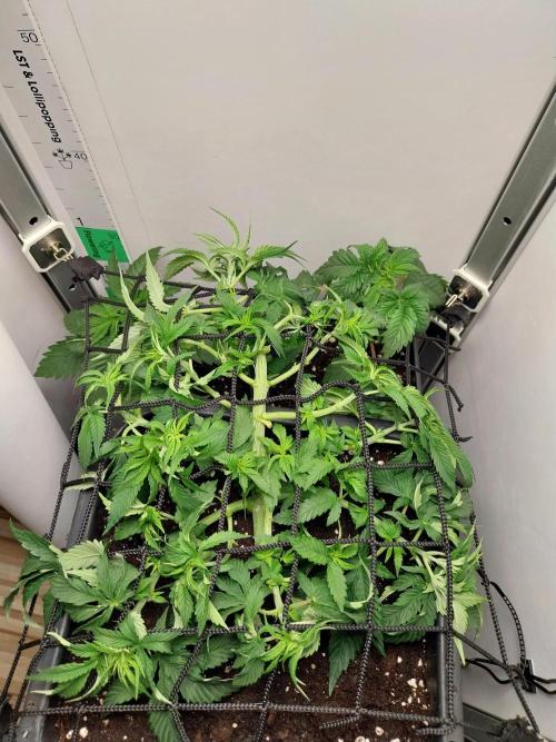 White coconut pie. Week 4